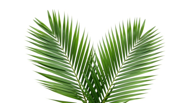 Lush, vibrant emerald green palm leaves with intricate vein details and waxy texture, perfectly unfurled, isolated on a pure, transparent studio background with diffused shadowless lighting and