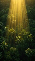 Obraz premium Golden sun rays shine down through green palm trees in rich jungle. Bright light illuminates tropical forest. Aerial view of nature, environment, growth, scenic paradise and exotic landscape.