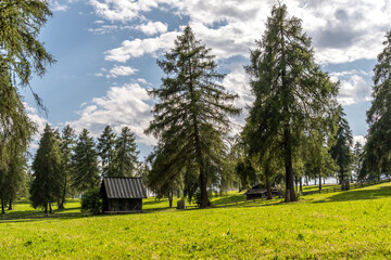 Obraz premium Lärchenwald mit traditionellem Heustadel auf der Hochebene Salten in Südtirol