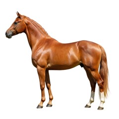 Obraz premium Majestic chestnut horse stands proudly in profile. This beautiful equine exhibits healthy musculature and a sleek coat, perfect for themes of nature, farming, and animal husbandry.