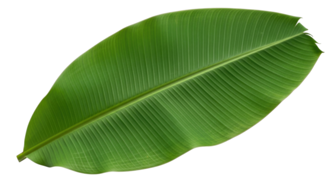 Large green banana leaf on a transparent background, cutout PNG