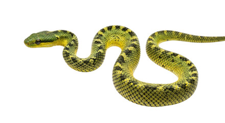 Obraz premium Green snake with vibrant yellow and black patterns showcasing its scales and texture on a transparent background, cutout PNG