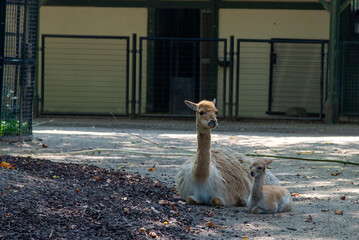 Naklejka premium Olanda, Amsterdam, Europa del nord, paesi bassi