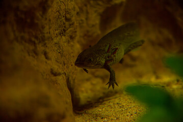 Olanda, Amsterdam, Europa del nord, paesi bassi