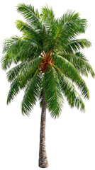 Coconut palm tree on a white isolated background.