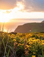 Fototapeta premium Coastal spring or summer landscape with golden wildflowers at sunset. Natural beauty and renewal.