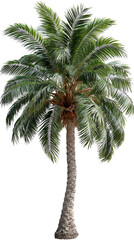 Palm tree with lush green leaves, isolated on a white background.