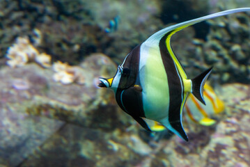 Olanda, Amsterdam, Europa del nord, paesi bassi