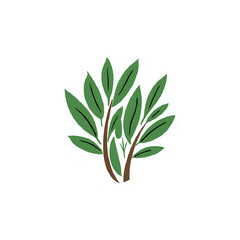 Obraz premium A cluster of vibrant green leaves on thin brown stems presented isolated on white background