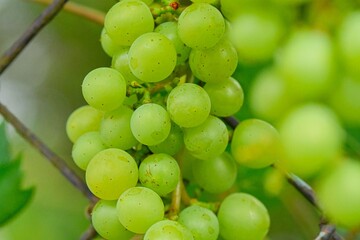 A shot of white grapes growing through a wire fence. White grapes climbing through a village fence. The concept of rurality, village farming, and village life.