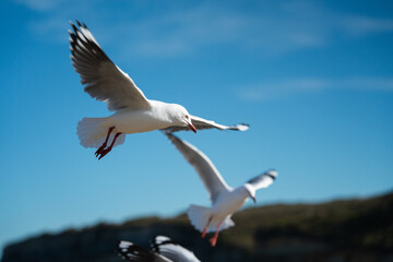 Port Cambell Australia