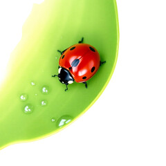 Obraz premium Ladybug on a leaf