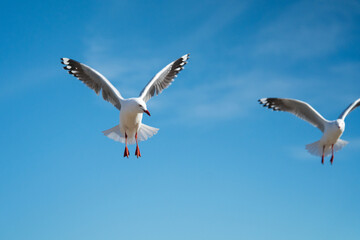 Port Cambell Australia