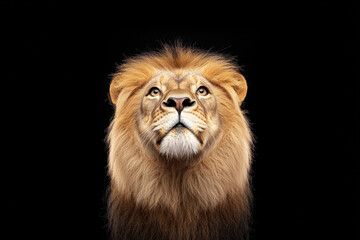 Obraz premium Majestic lion with thick mane gazes upward, exuding power and confidence. striking portrait captures essence of this magnificent creature against dark background, evoking admiration and awe
