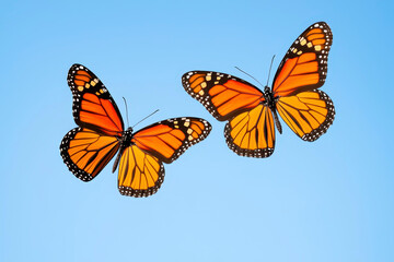 Fototapeta premium Monarch butterflies in mid flight display vibrant orange and black wings against clear blue sky, creating delicate and enchanting scene of nature beauty