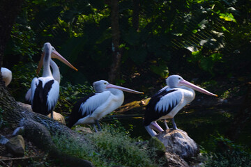 A flock of Australian pelicans rests on a small, grassy island next to a tranquil pond, surrounded by lush green foliage.