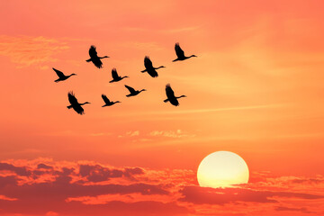 Silhouette of birds flying together in sky during vibrant sunset, creating serene and picturesque scene filled with warm colors and tranquility