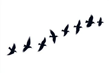 Fototapeta premium Silhouette of flying birds in motion against white background, creating sense of freedom and grace. birds appear to be soaring through air, showcasing their wings in various positions