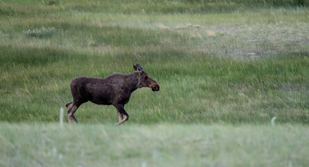 Female Moose Runs Behind Hill In Rocky Mountain