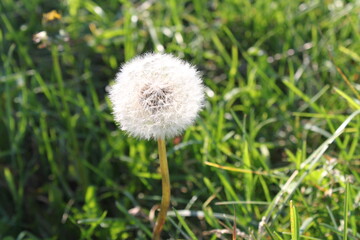 dandelion on green grass
