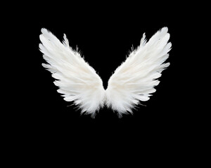 Symmetrical feathery wings spread open, symbolizing purity and freedom, create striking visual against black background. delicate texture evokes sense of lightness and grace