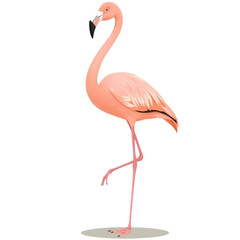 Fototapeta premium Elegant pink flamingo standing on one leg in a graceful pose, isolated on a white background. A beautiful tropical bird illustration