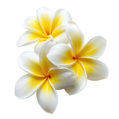 Three frangipani on blackground