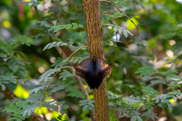 Amsterdam, zoo, Olanda, Paesi bassi, Europa