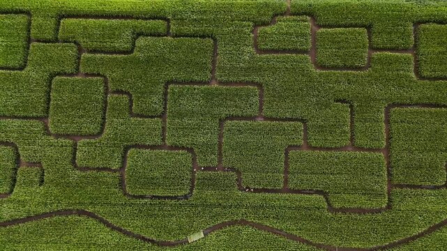 Tourists walking in a cornfield maze