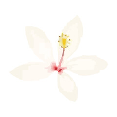 pink hibiscus flower watercolor