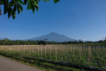 Chili pepper farm with bamboo stakes in Indonesiabwith mountain backdrop and clear blue sky, tropical agriculture landscape.