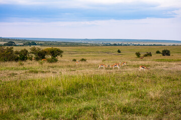Fototapeta premium Thomson's Gazelles Grazing in the Maasai Mara Savanna, Kenya