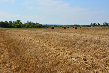 Obraz premium Field of golden hay bales under a bright blue sky