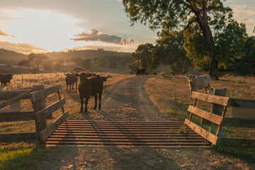 Cows standing along rural driveway looking across cattle grid at sunrise