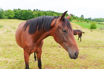 Obraz premium Majestic Brown Horse Grazing in a Lush Green Field in Rossdorf Germany