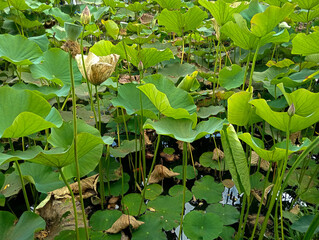 Lotus plants in the pond. Lotus in aquatic park. 