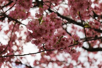 Deep pink Kawazu cherry blossoms