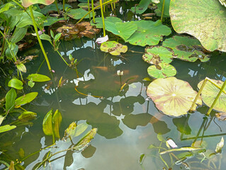 water lilies  or lotus in the pond with koi fish inside. Close-up and wide view of lush green lotus...