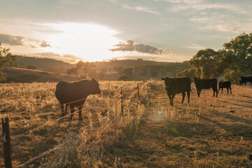 Black Angus Bull standing at fence at sunrise watching cows in next paddock