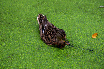 olanda Amsterdam paesi bassi  