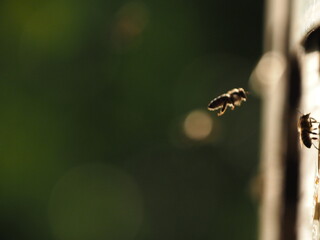 bees flying macro photo