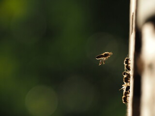 bees flying macro photo