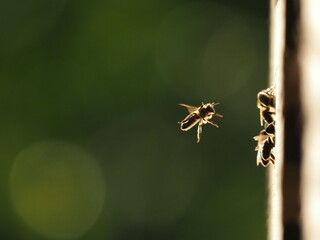 bees flying macro photo