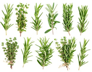 Fototapeta premium Fresh herbs, rosemary and thyme sprigs