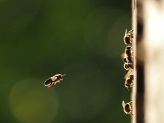 Bees at the hive at sunset, real photo not AI