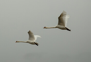 White geese swans fly in the gray autumn sky