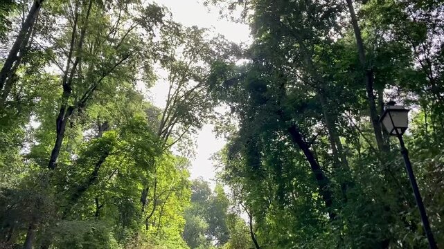 Caminando por el bosque de la Alhambra, en Granada, mirando los &aacute;rboles y el cielo