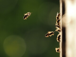 Bees at the hive at sunset, real photo not AI