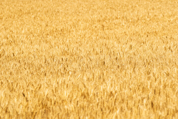 The beautiful texture of a ripe wheat crop under the sun harvest season concept