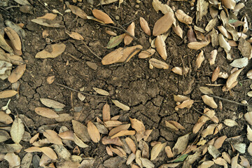 Dry foliage on the ground